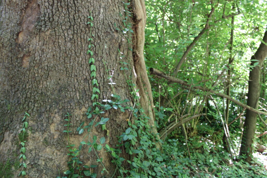 Wintercreeper climbing a mature tree trunk