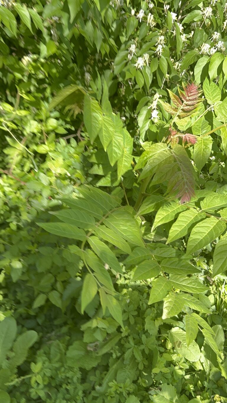 Tree of Heaven growing along the James River